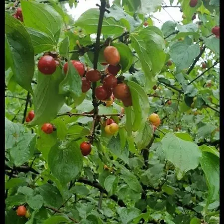 فيلة Lux Nature سراييفو