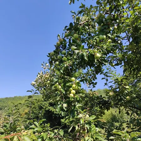 فيلة Lux Nature