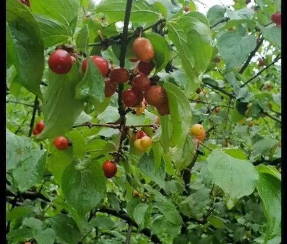 Villa Lux Nature Sarajevo